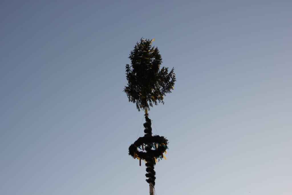 Maibaum 2018