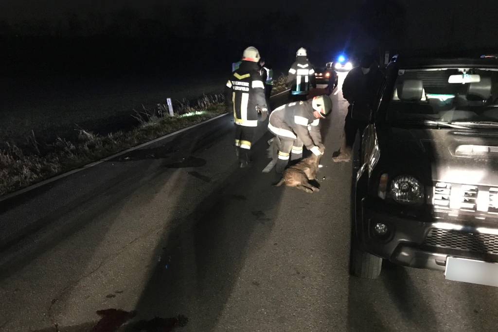 T1 - Verkehrsunfall mit Wildschweinen