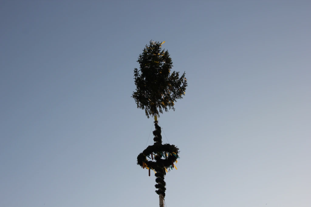 Maibaum 2026
