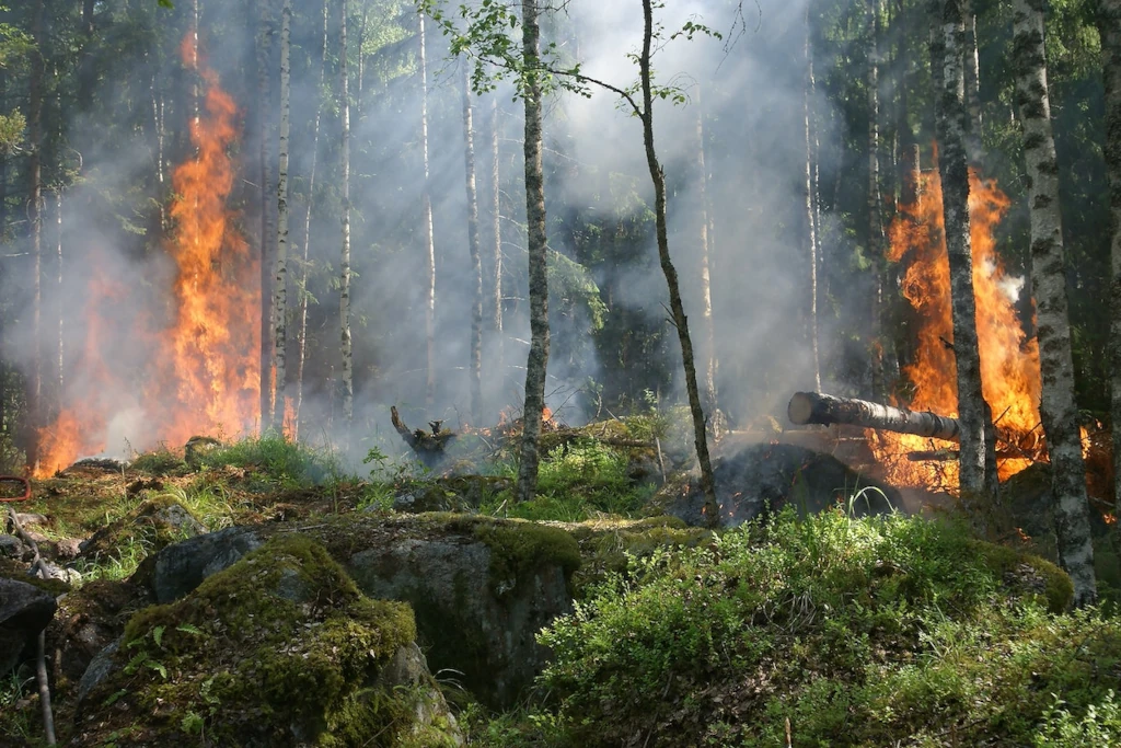 Erhöhte Waldbrandgefahr – Juli 2023